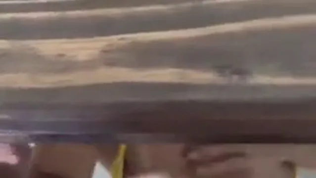 Mini Gabys Recebendo Leite de Boca Aberta